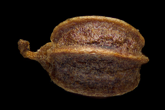 Apium graveolens - celery