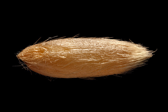 Avena sativa - oat