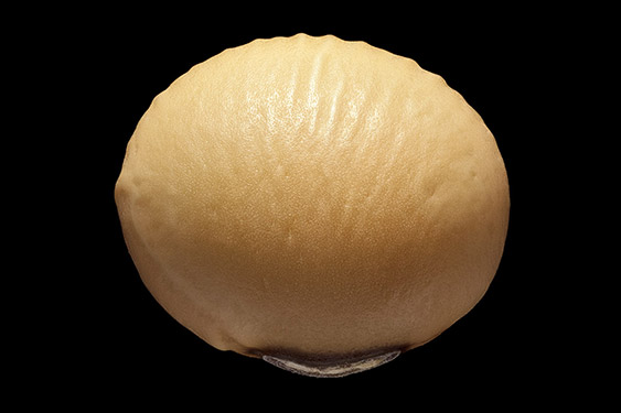 Glycine max - soy