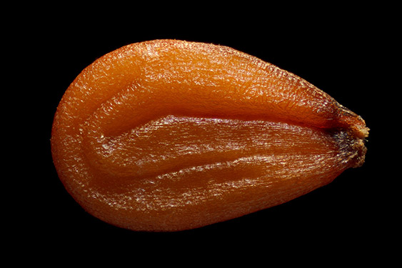 Lepidium meyenii - maca