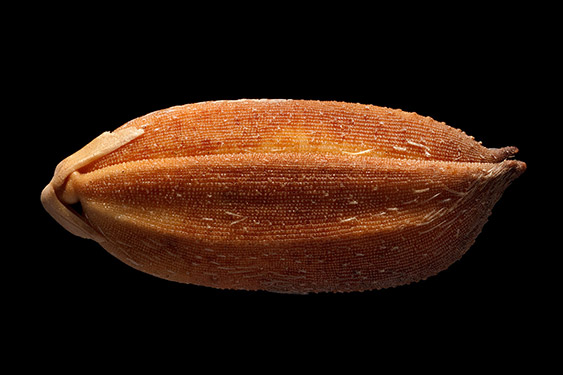 Oryza sativa - rice