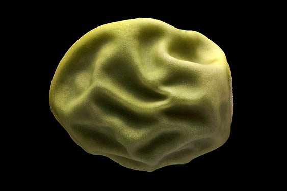 Pisum sativum - pea